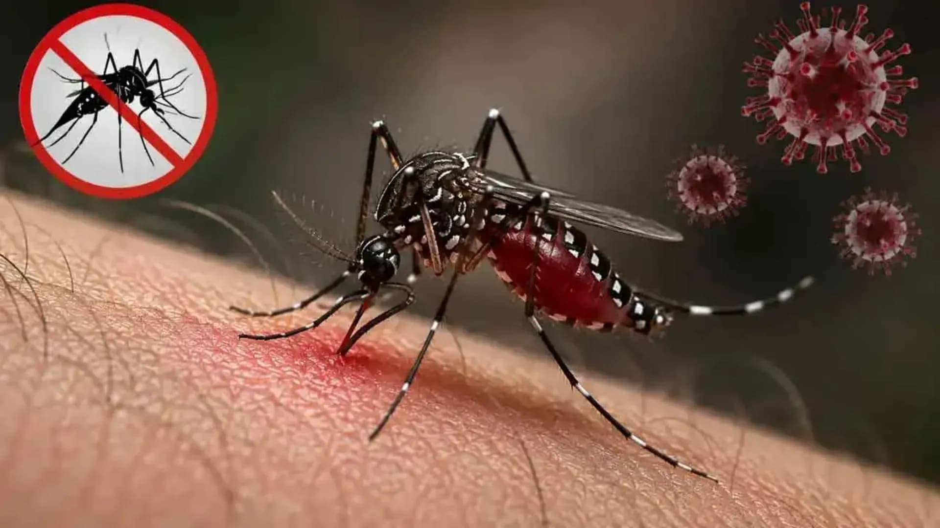  ডেঙ্গুতে ৮ জনের মৃত্যু, হাসপাতালে ভর্তি ২ হাজার ৩৬